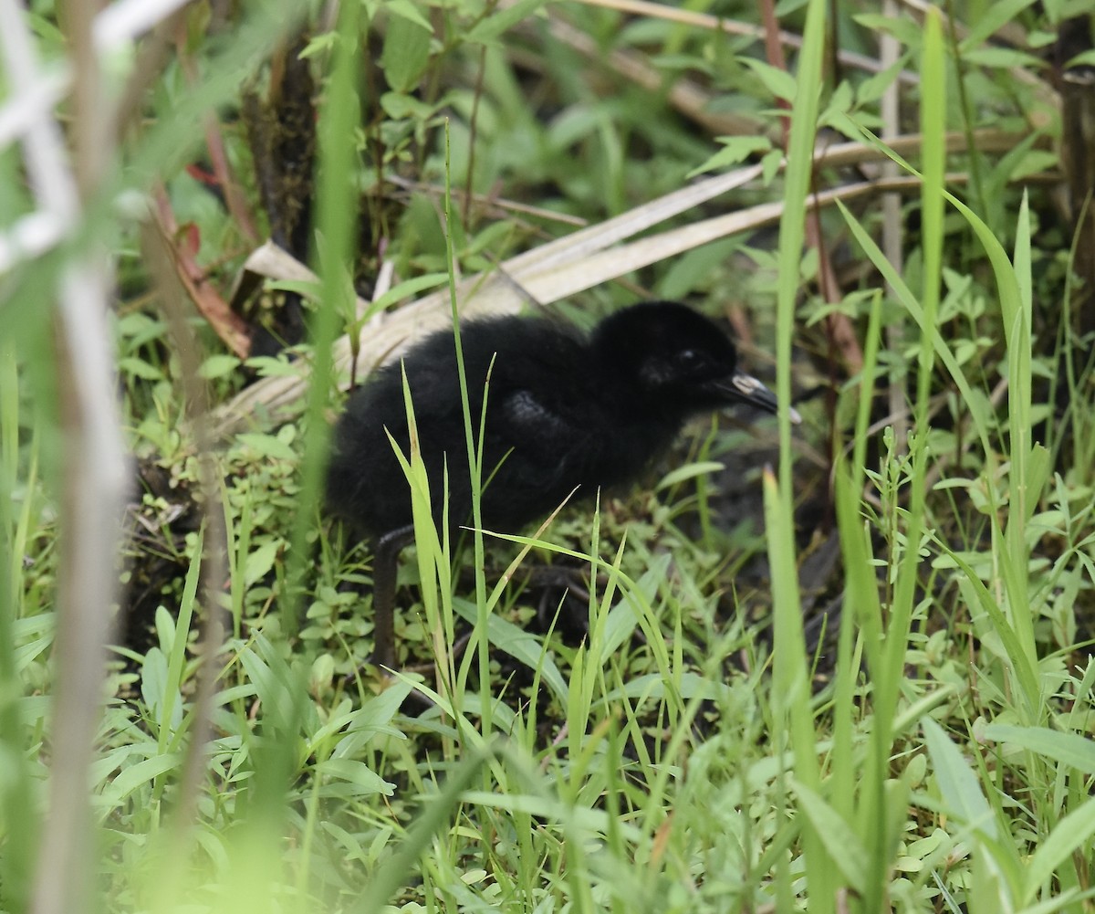 Virginia Rail - ML620692614