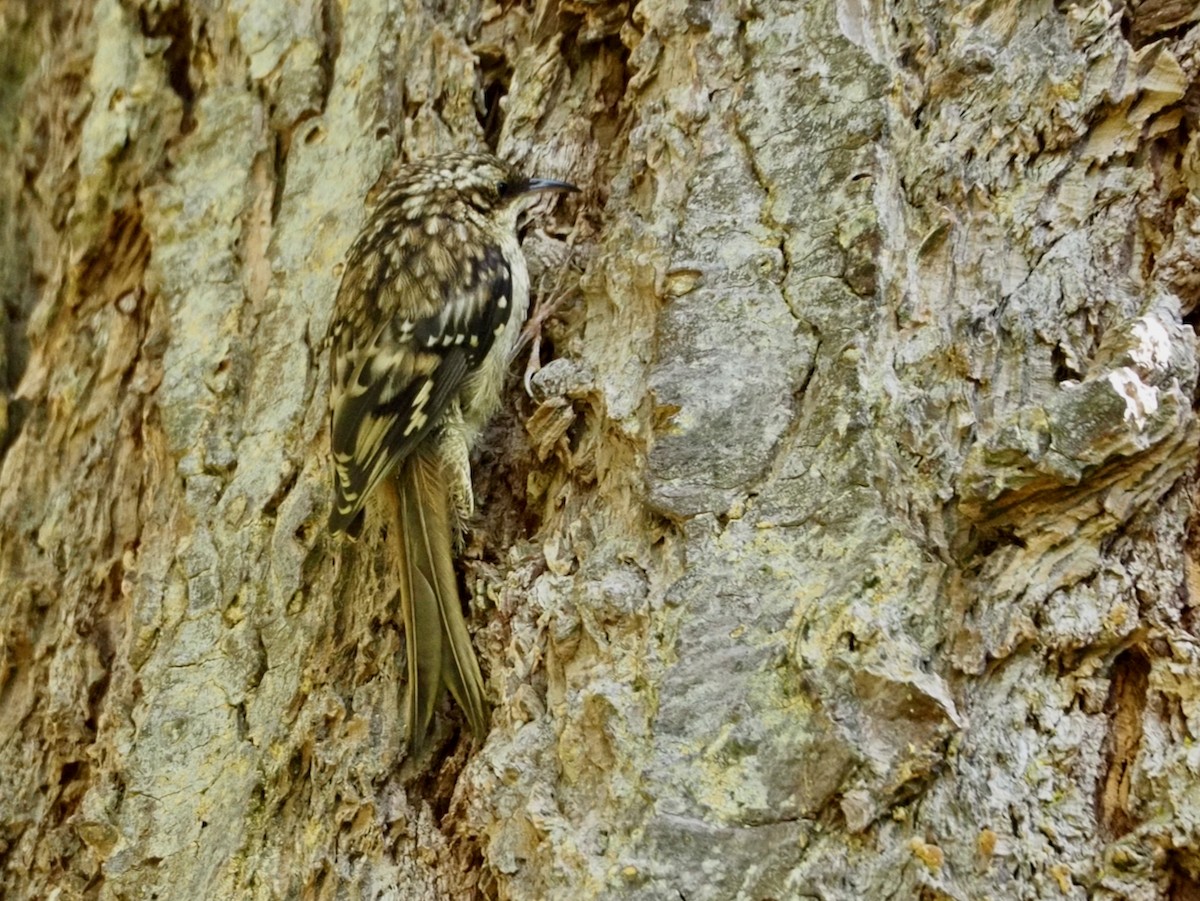 Brown Creeper - ML620692615