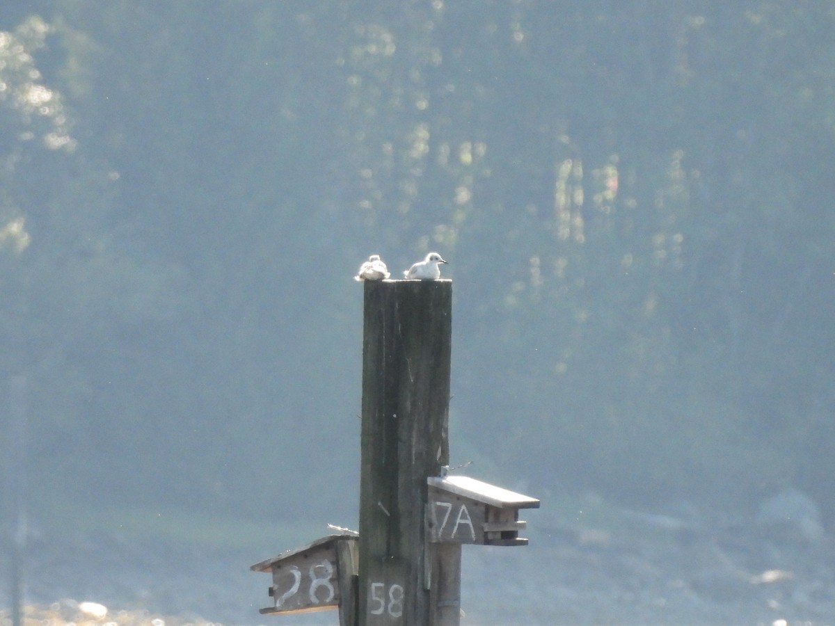 Bonaparte's Gull - ML620692616