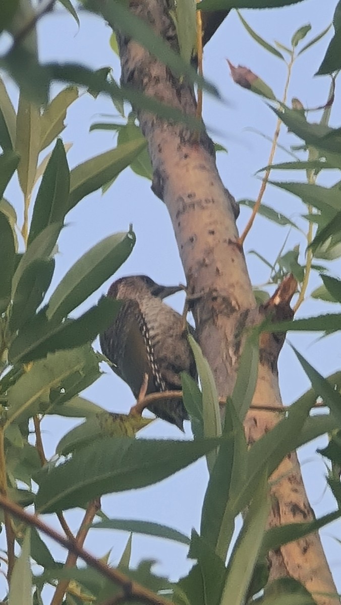 Gray-headed Woodpecker - ML620692619