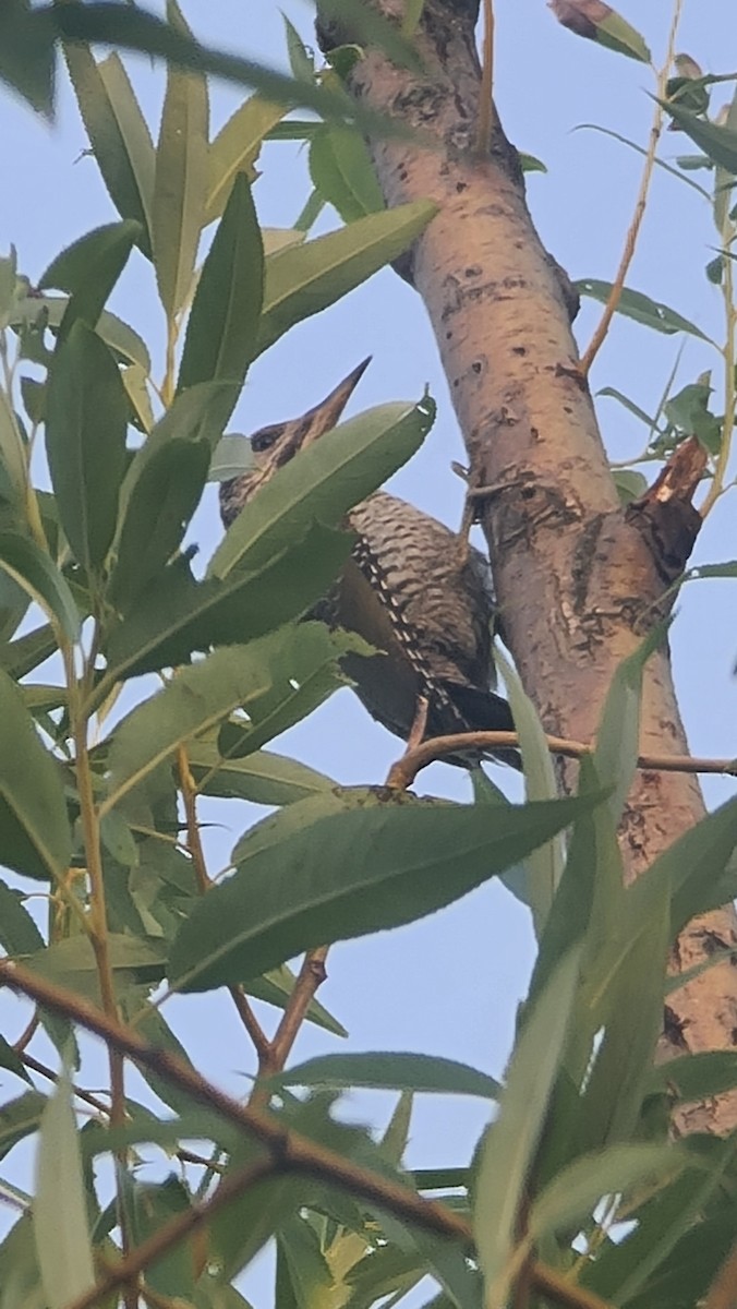 Gray-headed Woodpecker - ML620692620