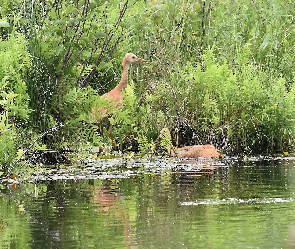 Sandhill Crane - ML620692623