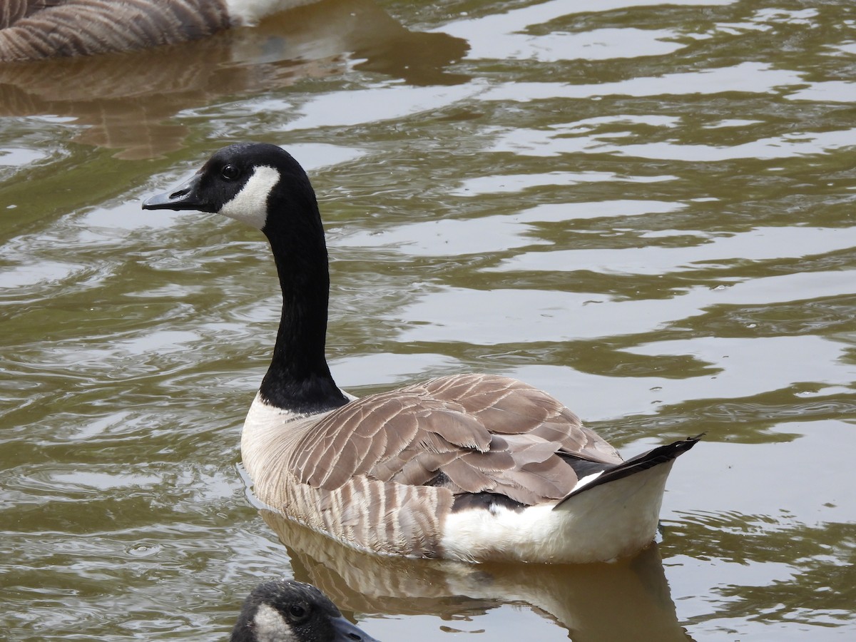 Canada Goose - ML620692637