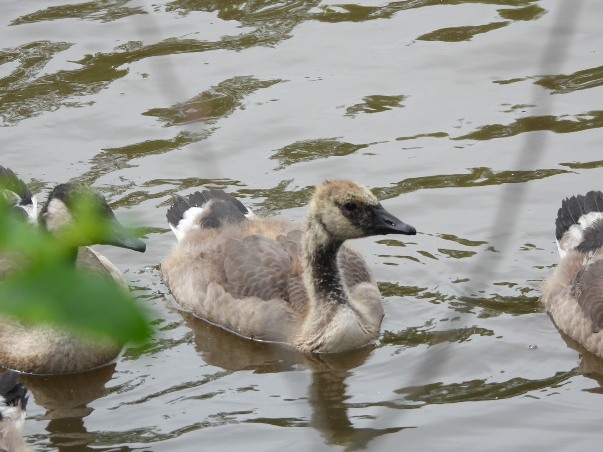 Canada Goose - ML620692638