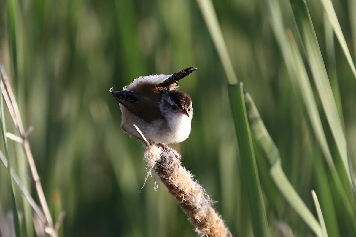 Marsh Wren - ML620692639