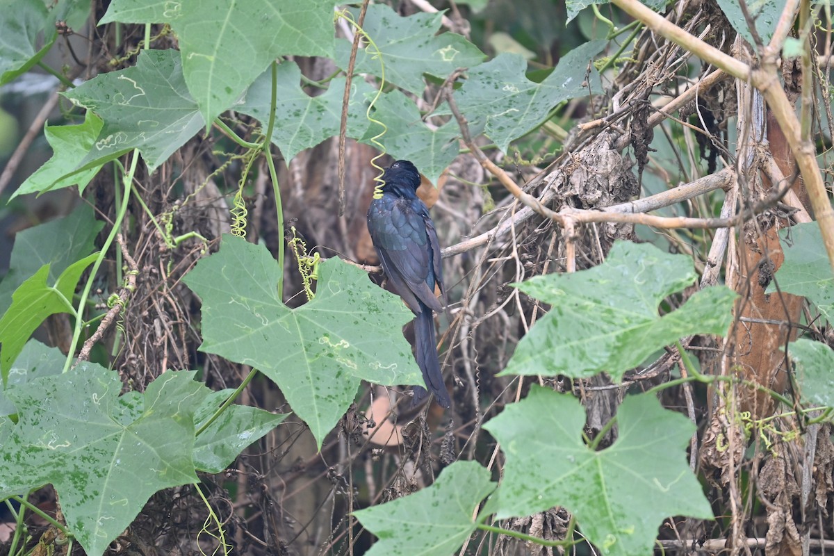 Fork-tailed Drongo-Cuckoo - ML620692642