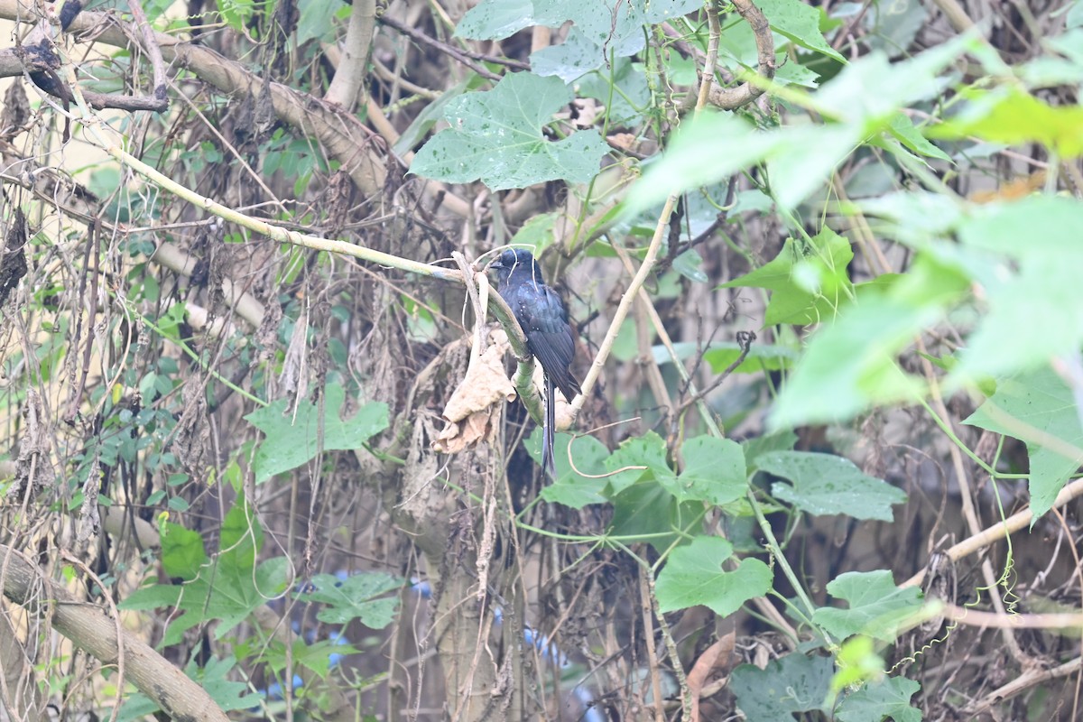 Fork-tailed Drongo-Cuckoo - ML620692643