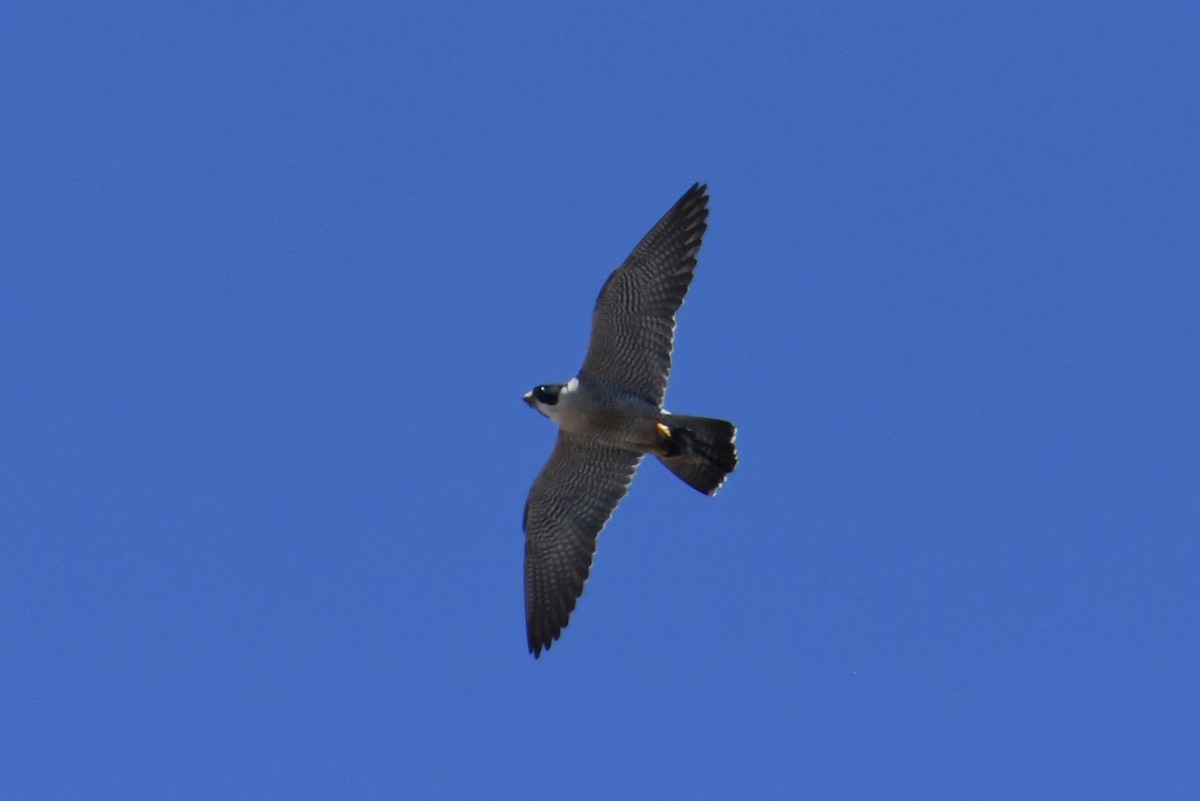 Peregrine Falcon - ML620692645