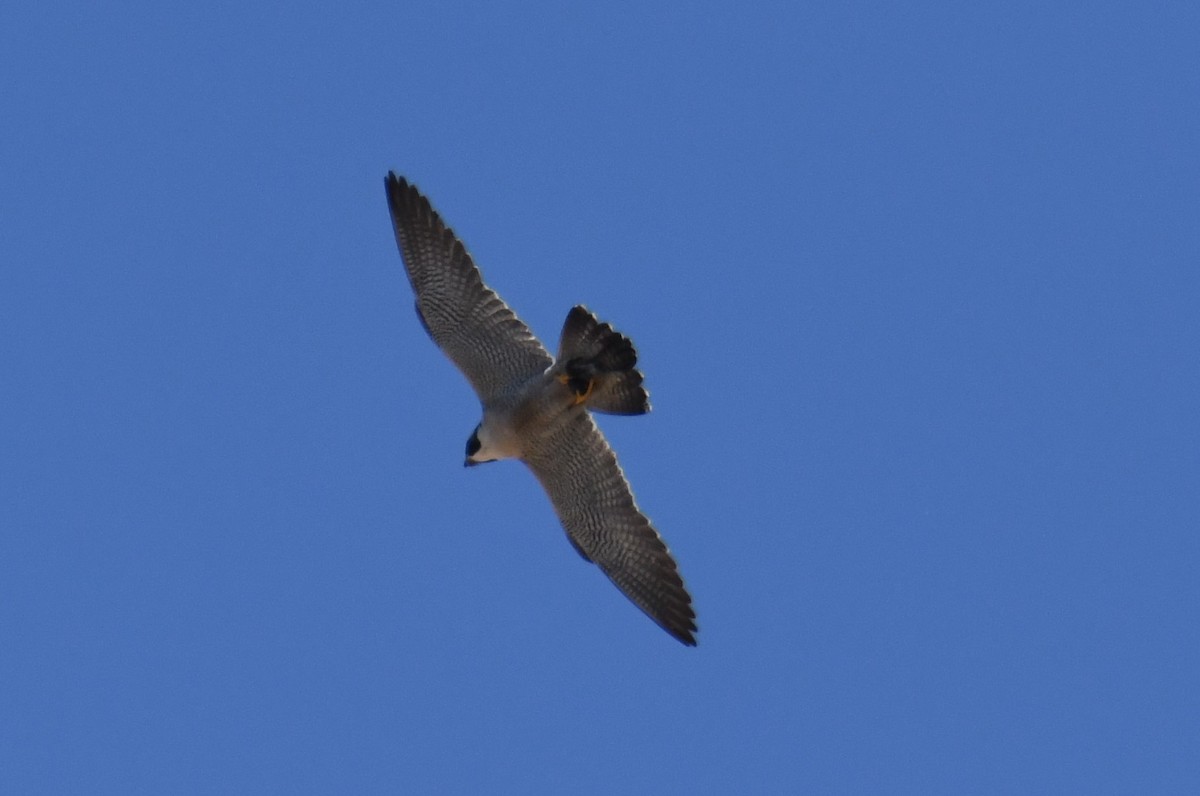 Peregrine Falcon - ML620692646