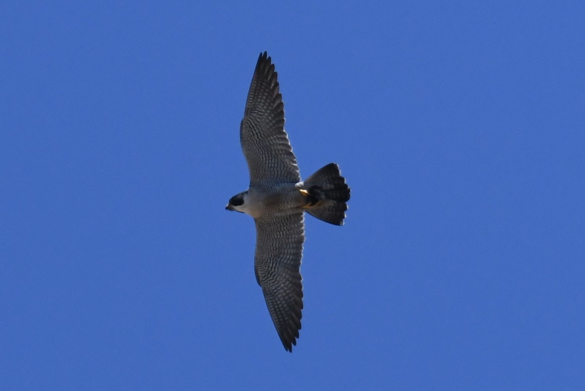 Peregrine Falcon - ML620692647