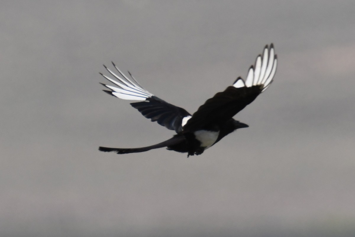 Black-billed Magpie - ML620692652