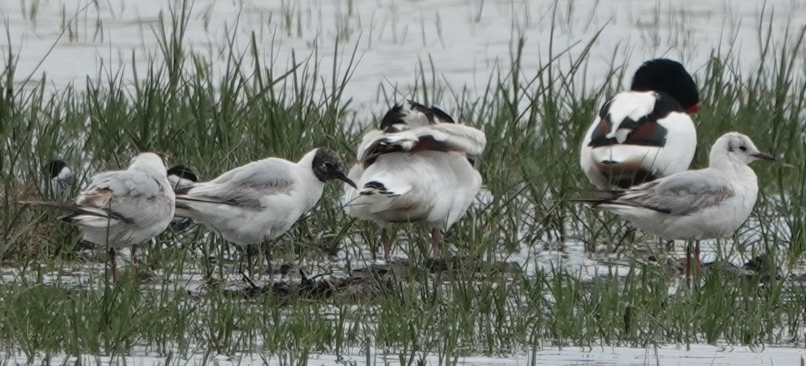 Black-headed Gull - ML620692659