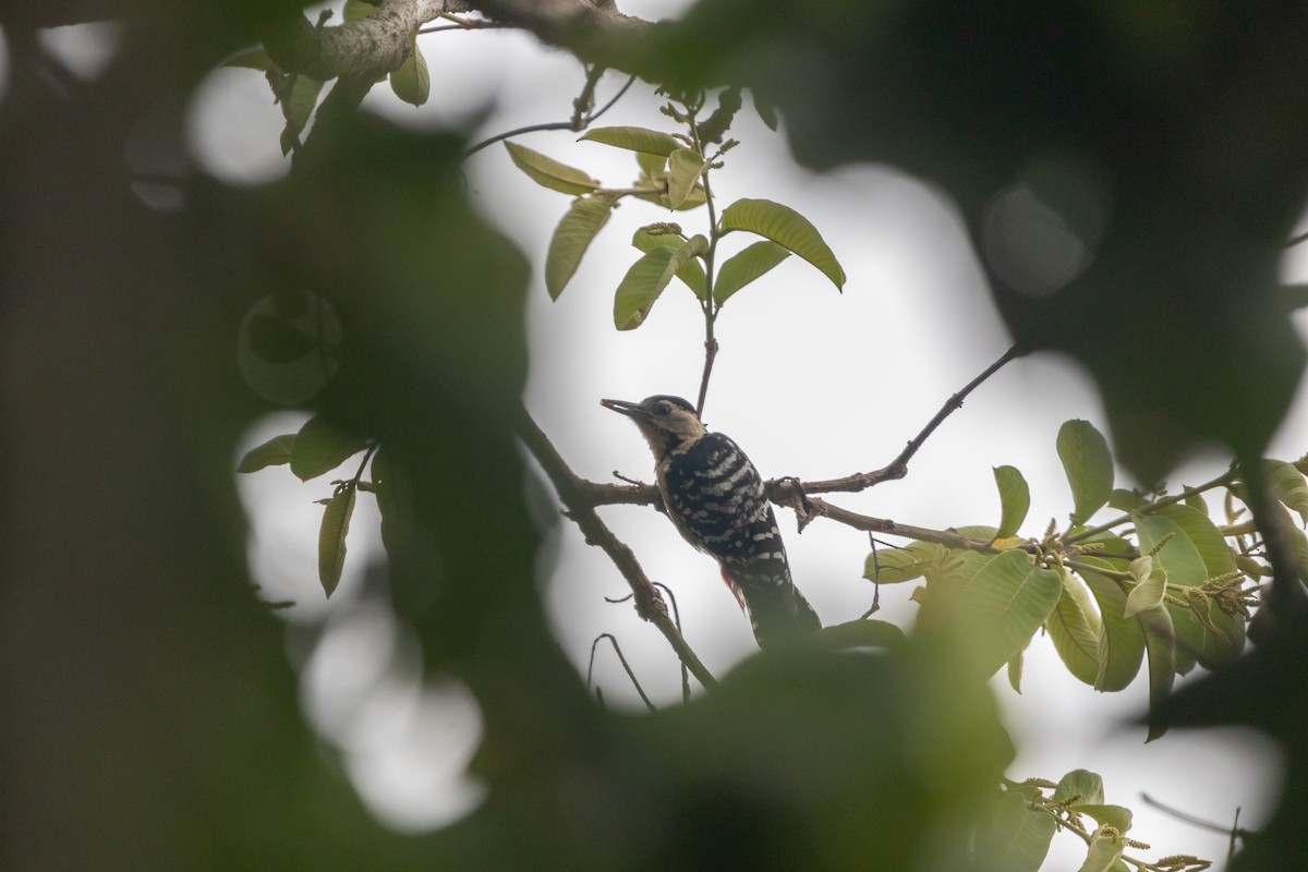 Fulvous-breasted Woodpecker - ML620692660