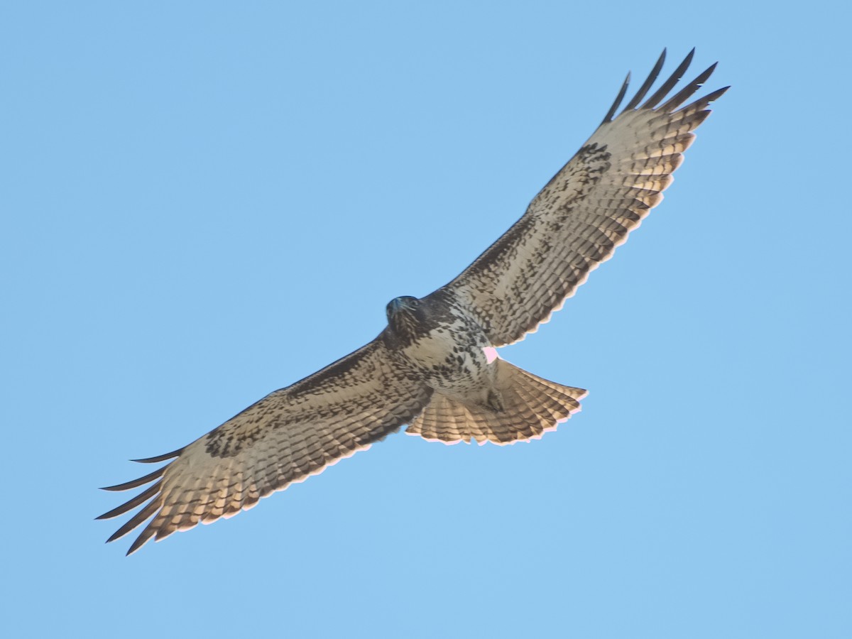 Red-tailed Hawk (calurus/alascensis) - ML620692661