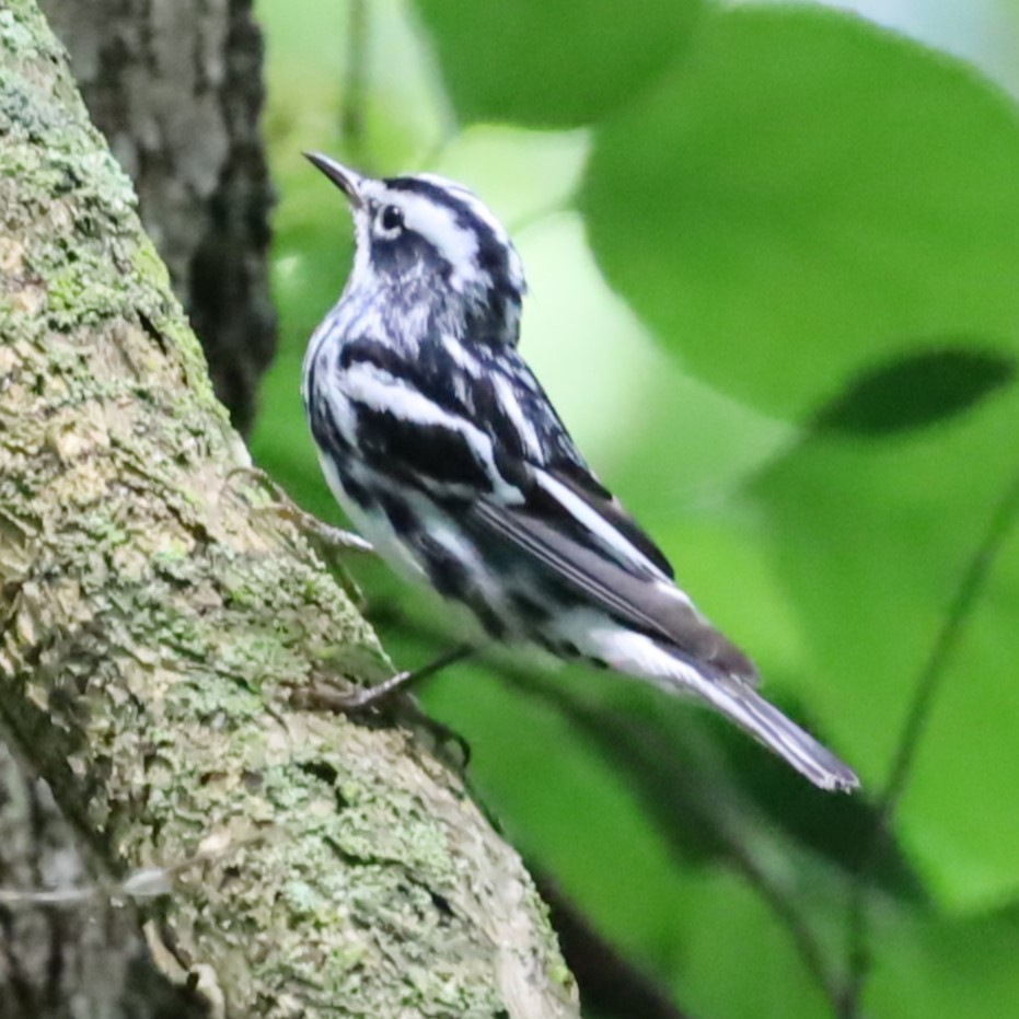 Black-and-white Warbler - ML620692662