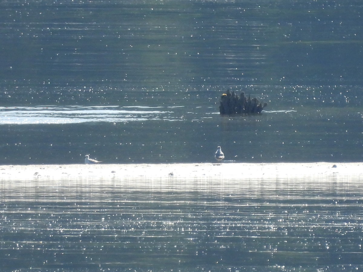 Bonaparte's Gull - ML620692663