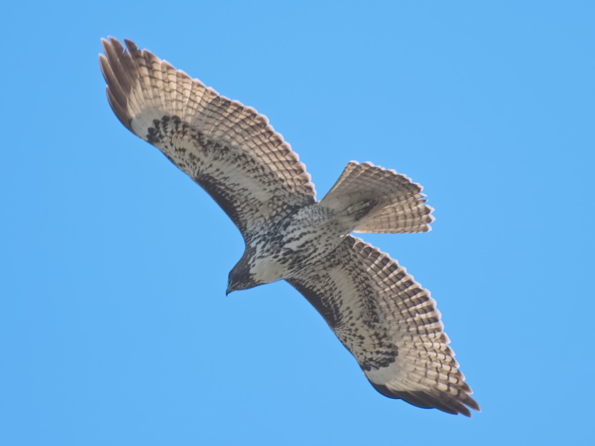 Red-tailed Hawk (calurus/alascensis) - Michael Rieser