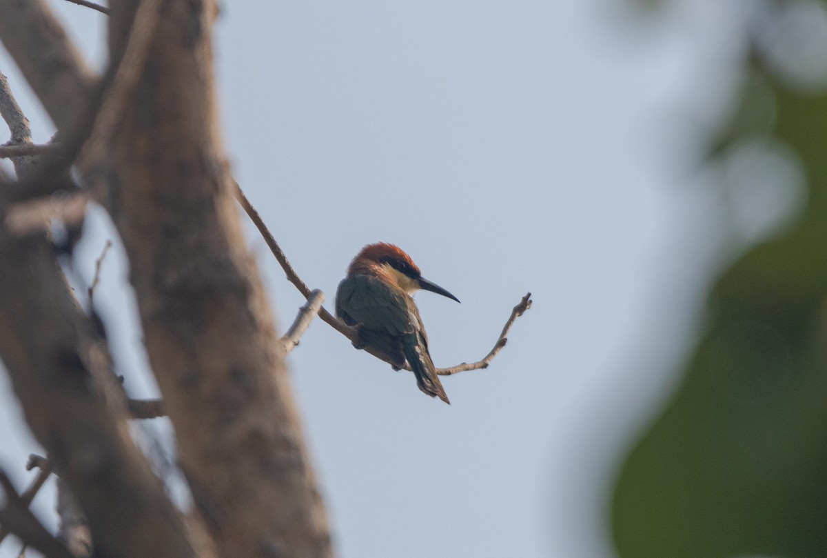 Chestnut-headed Bee-eater - ML620692666