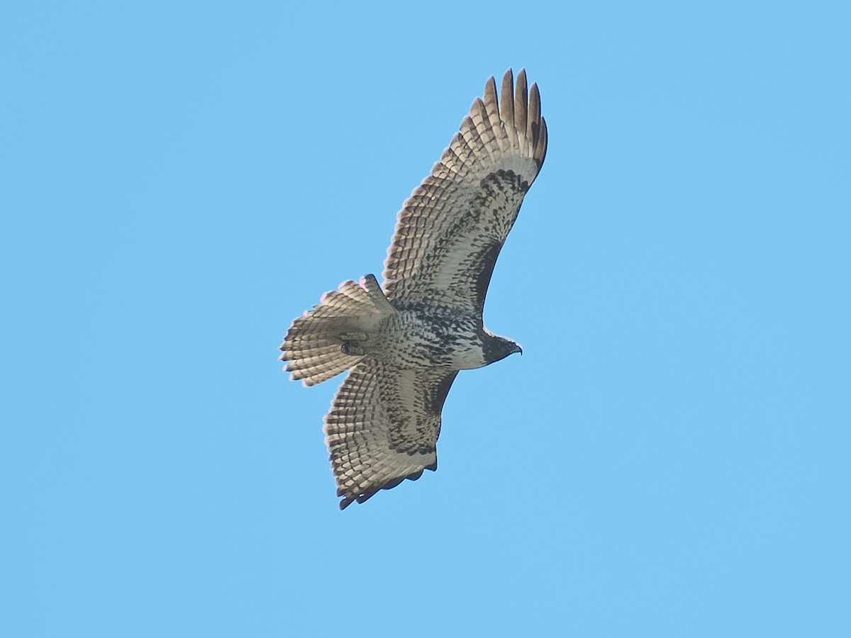 Red-tailed Hawk (calurus/alascensis) - ML620692667