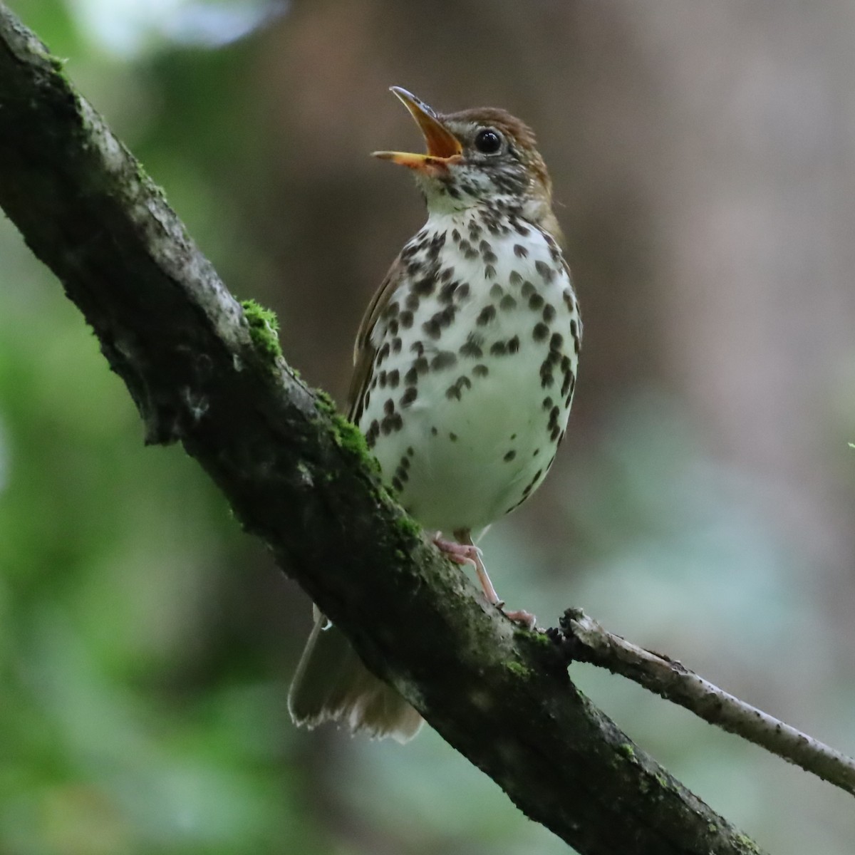 Wood Thrush - ML620692669