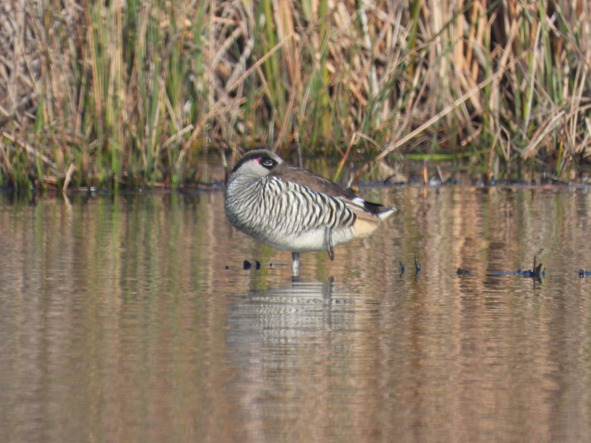 Pink-eared Duck - ML620692672