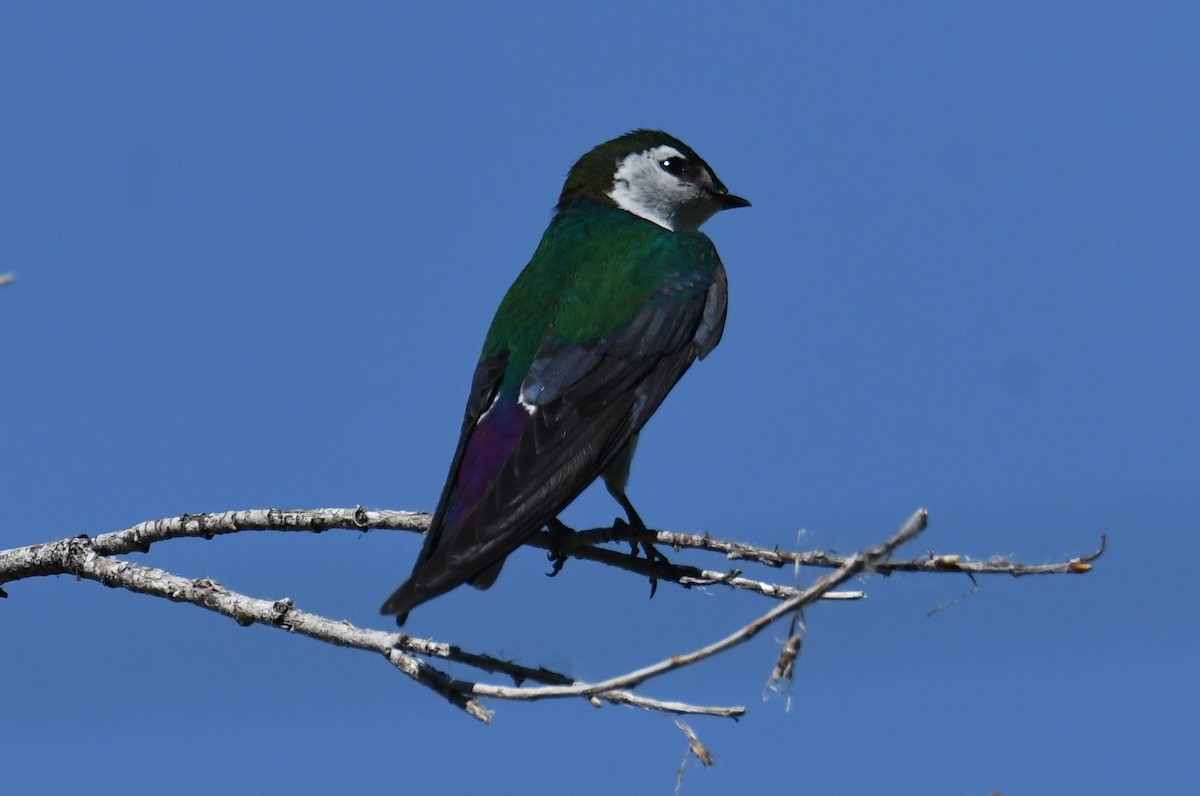 Violet-green Swallow - ML620692673