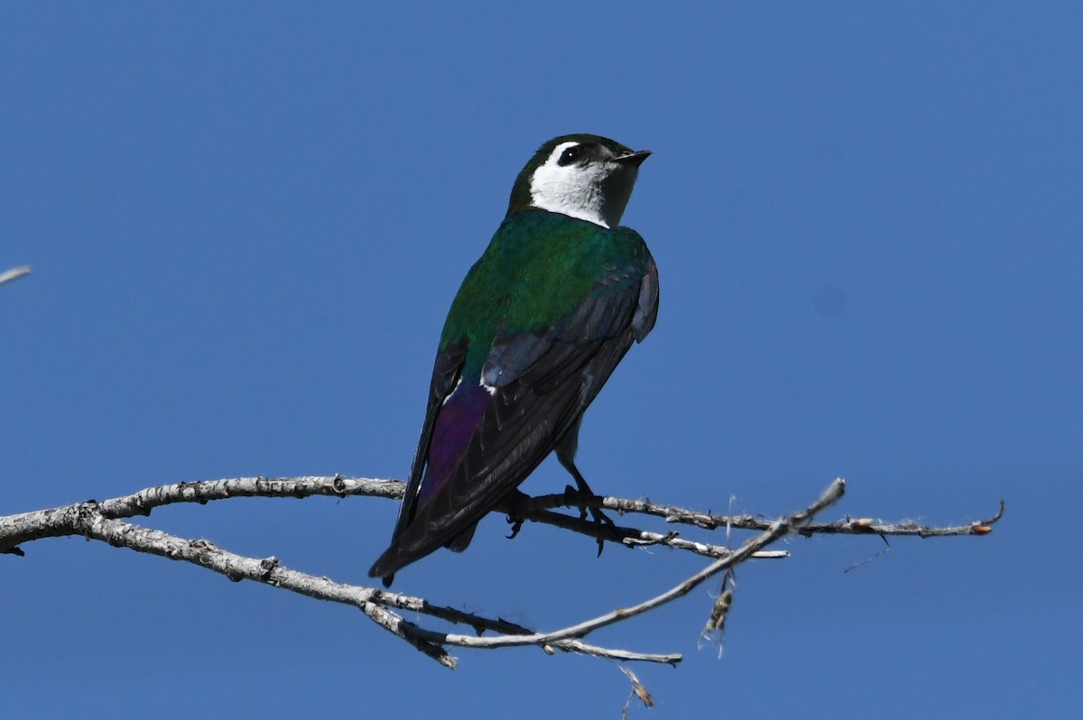 Violet-green Swallow - ML620692674