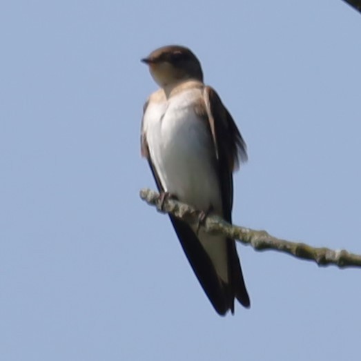 Northern Rough-winged Swallow - ML620692675