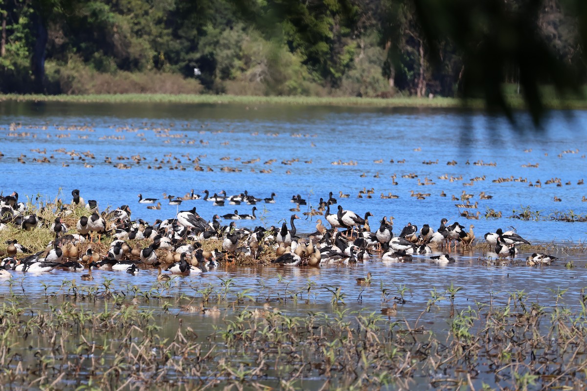 Magpie Goose - ML620692682