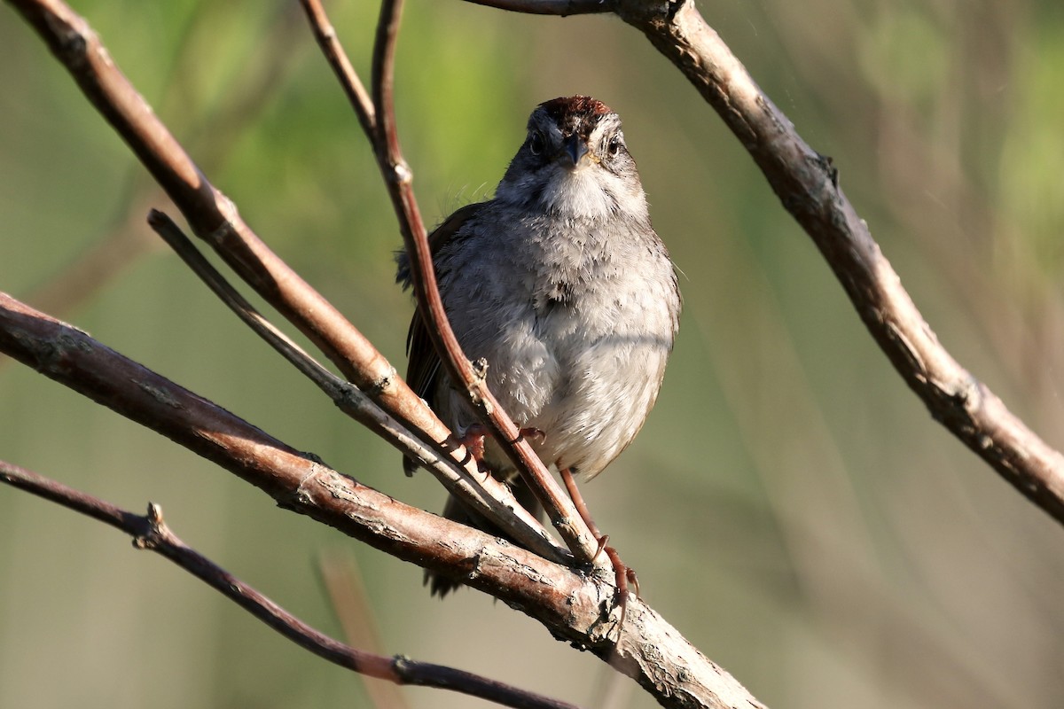 Swamp Sparrow - ML620692686