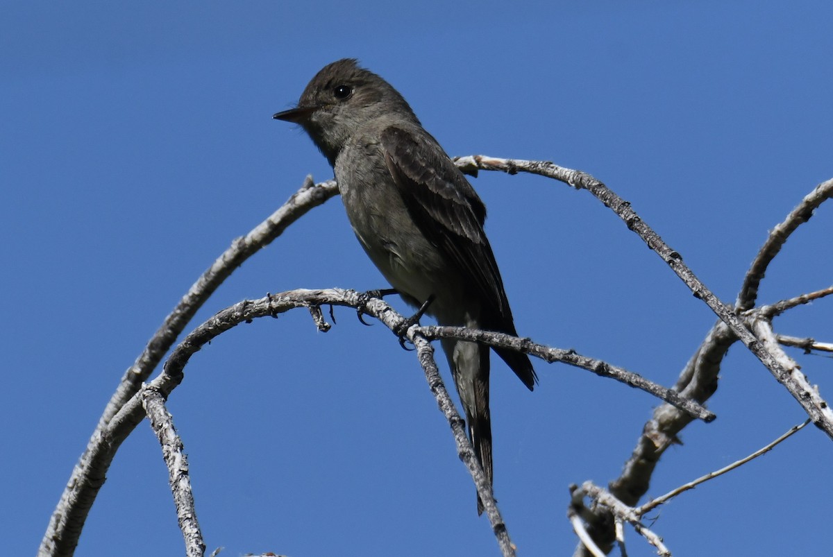 Western Wood-Pewee - Colin Dillingham