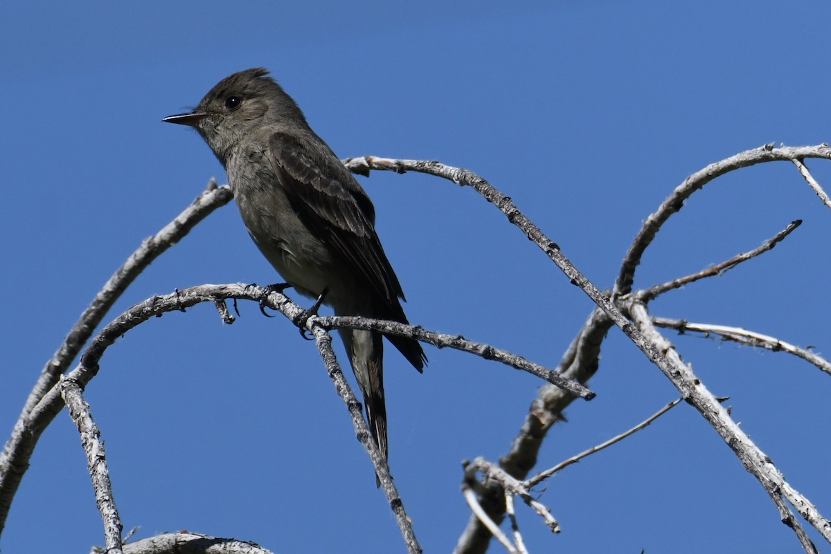 Western Wood-Pewee - ML620692689