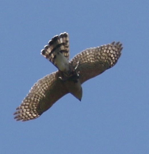 Sharp-shinned/Cooper's Hawk - Debby Parker