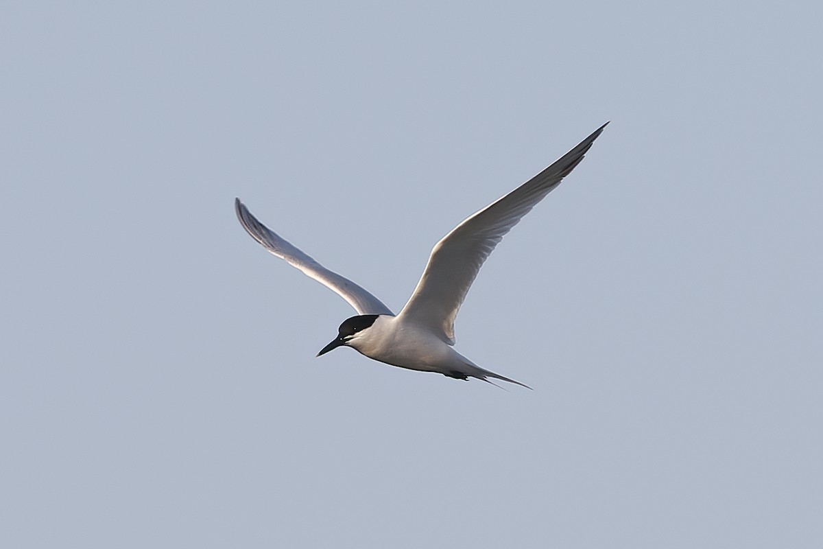 Sandwich Tern - ML620692692