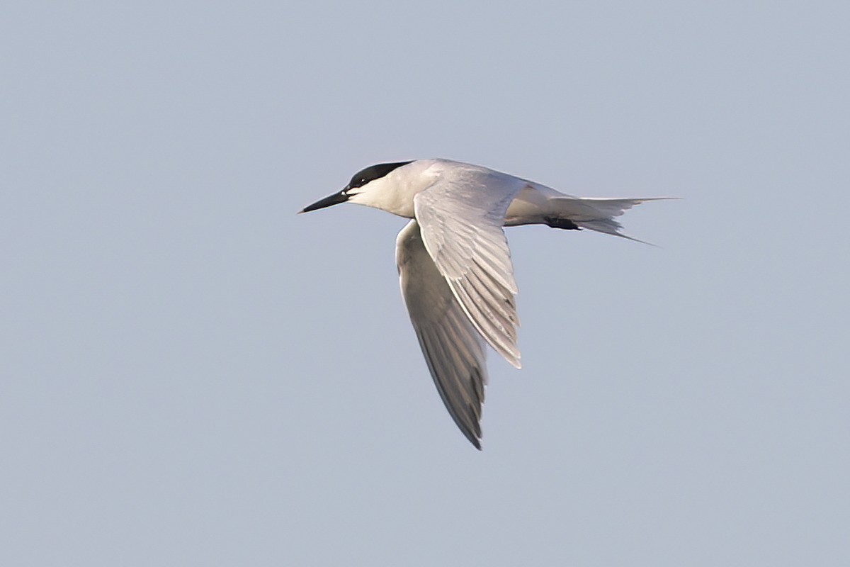 Sandwich Tern - ML620692693