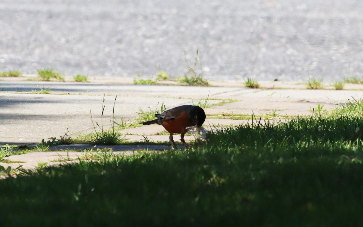 American Robin - ML620692697