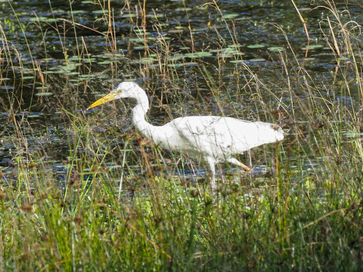 Plumed Egret - ML620692701