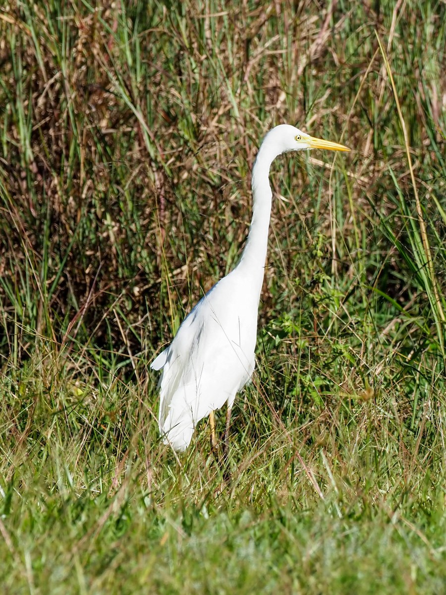 Plumed Egret - ML620692702