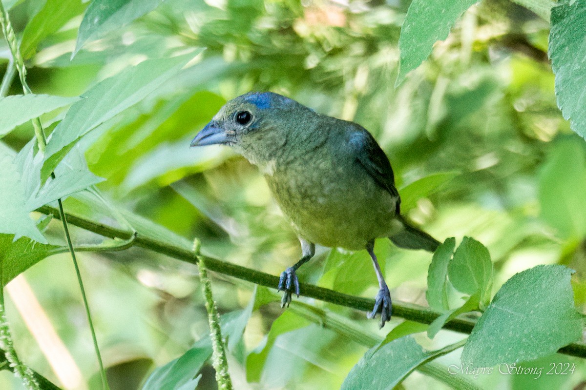 Painted Bunting - Mayve Strong