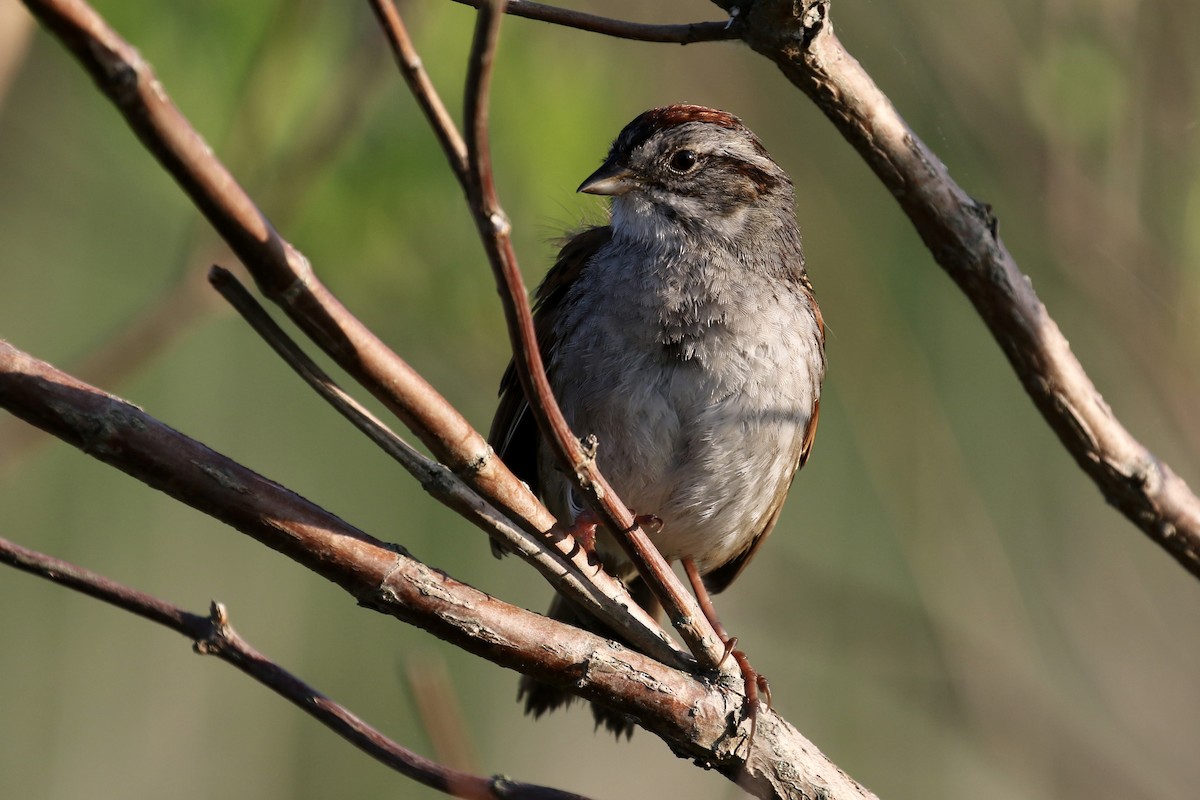 Swamp Sparrow - ML620692716