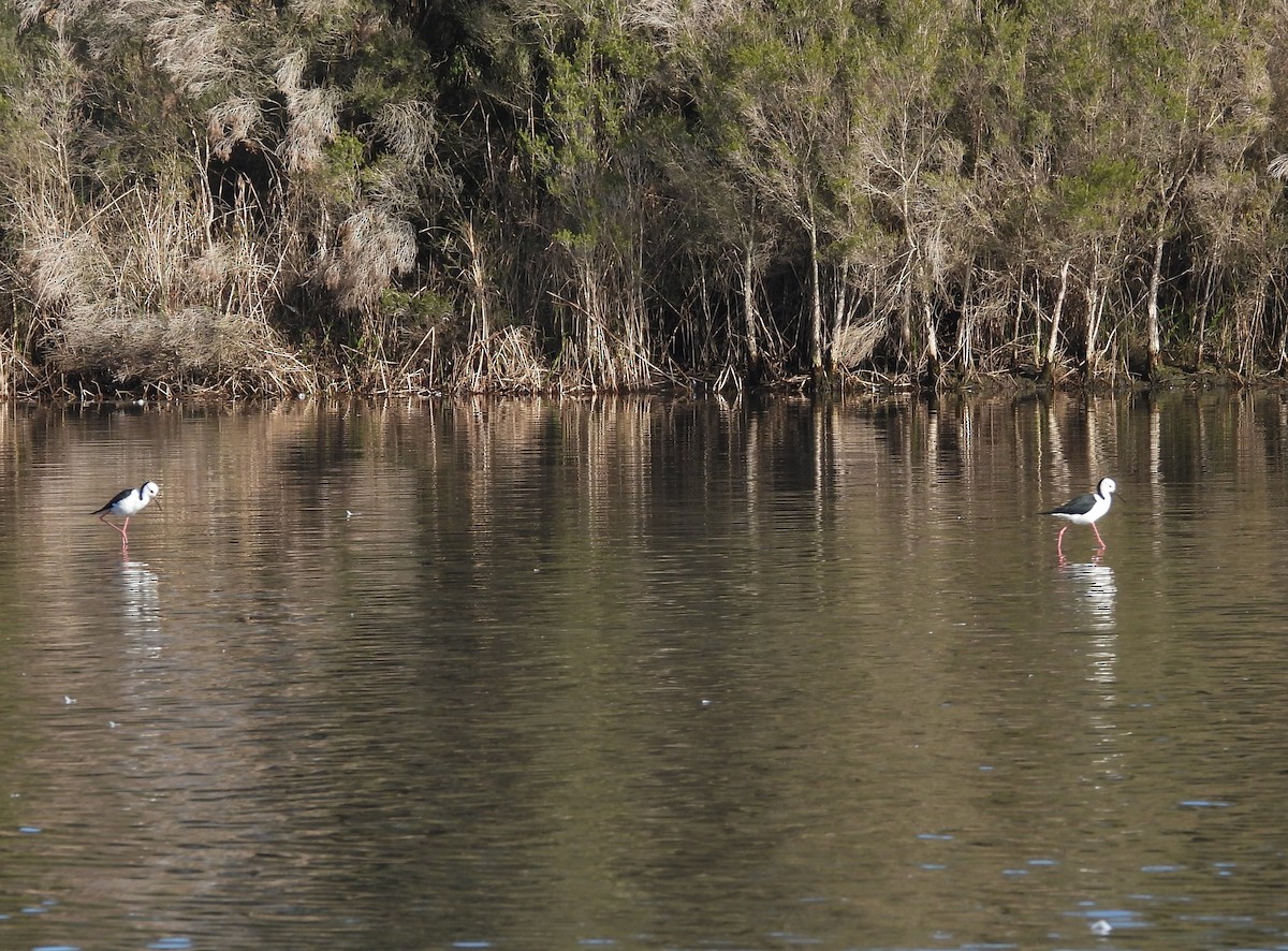 Pied Stilt - ML620692717