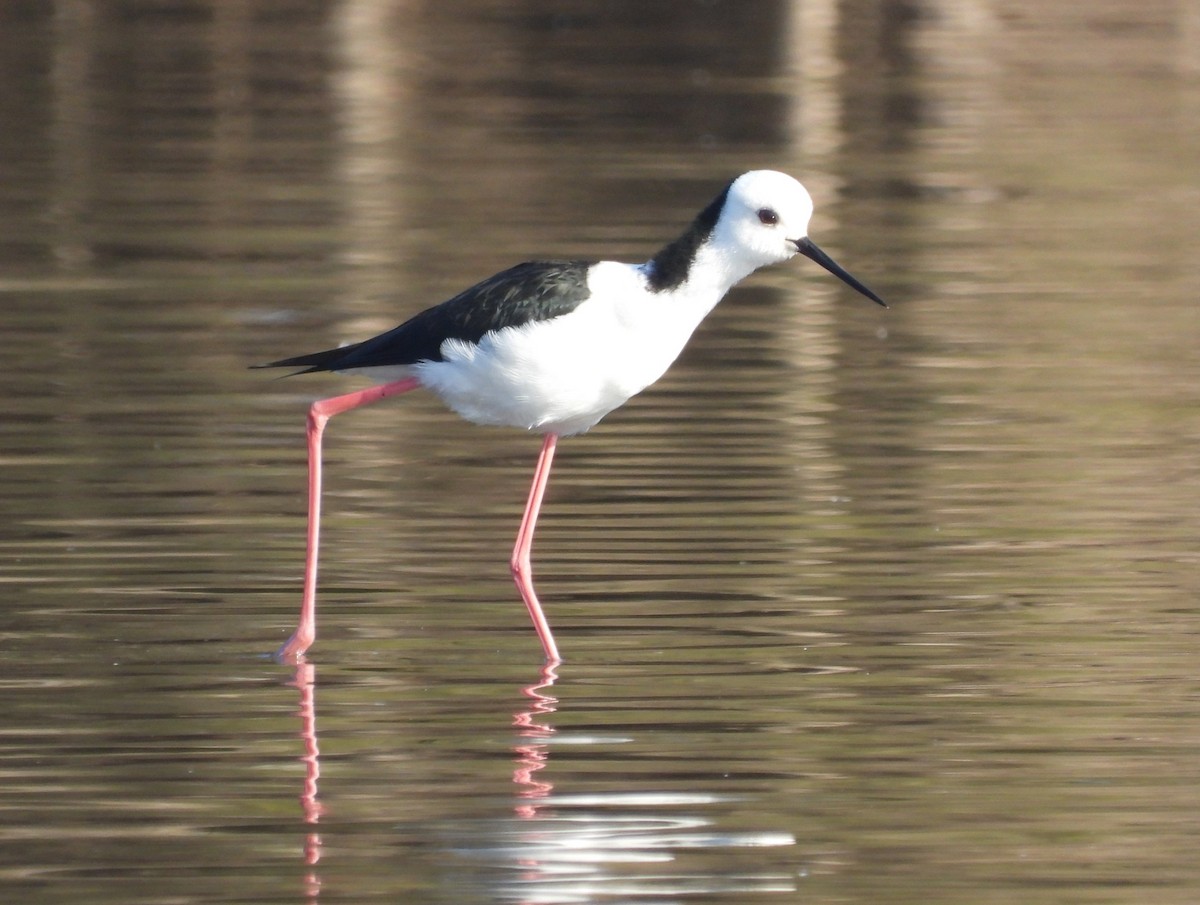 Pied Stilt - ML620692718