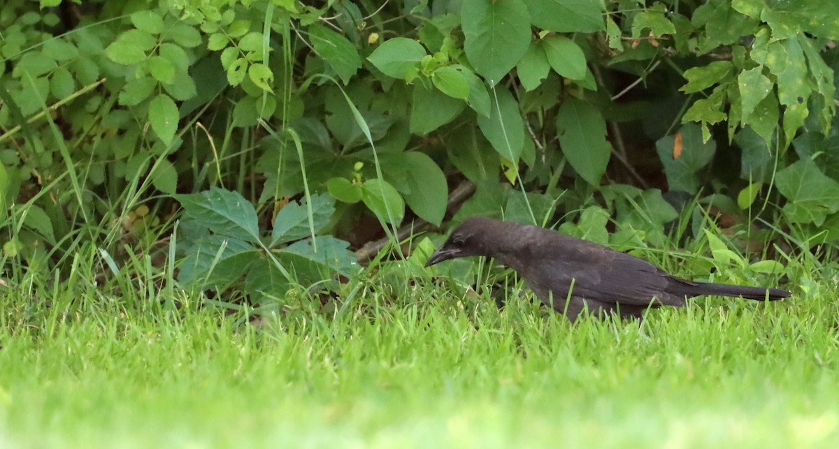 Common Grackle - Stefan Mutchnick