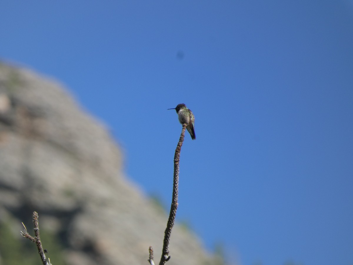 Broad-tailed Hummingbird - ML620692725