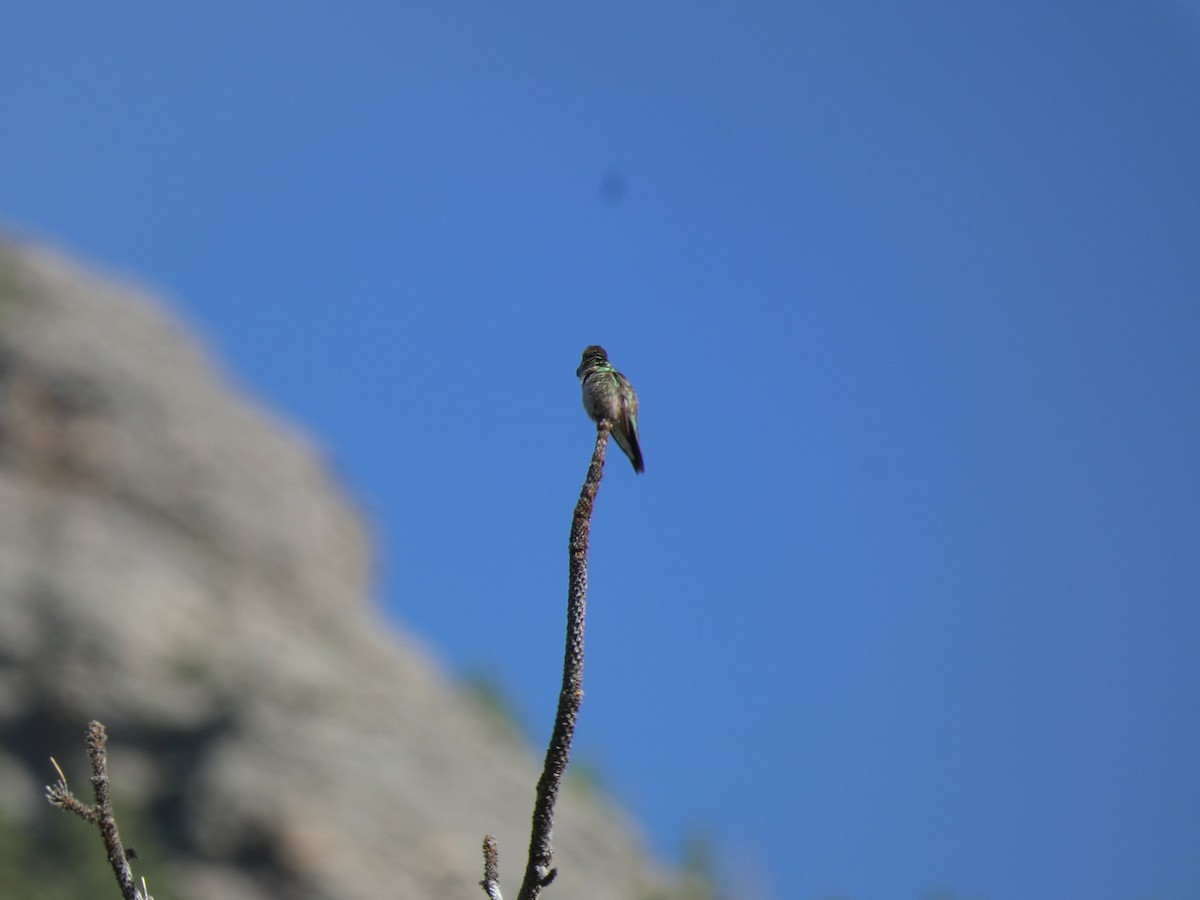 Broad-tailed Hummingbird - ML620692726