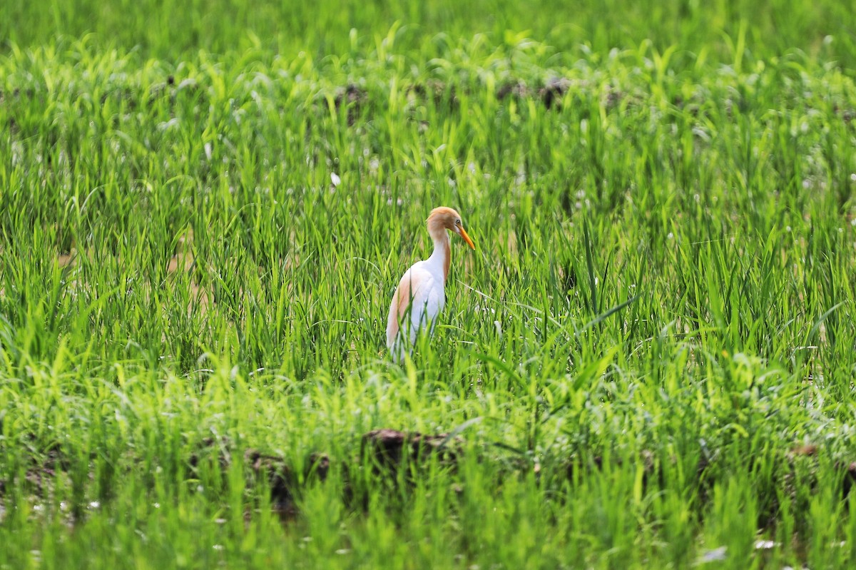 Eastern Cattle Egret - ML620692728