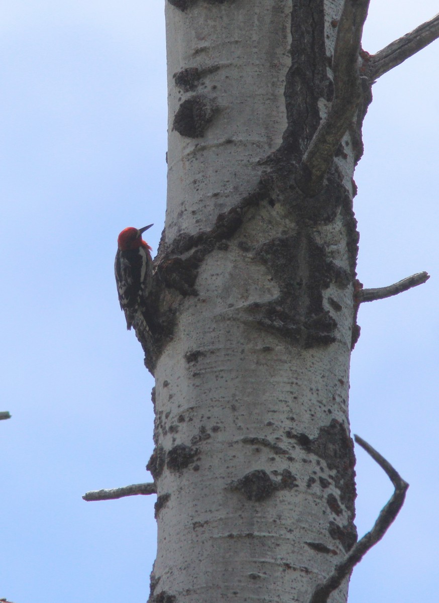 Red-breasted Sapsucker - ML620692730