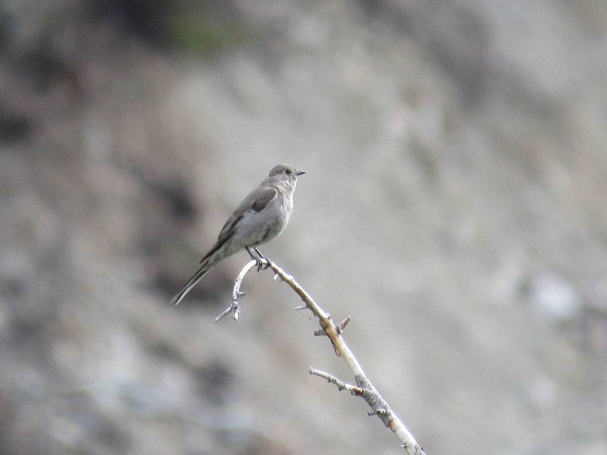 Townsend's Solitaire - ML620692732