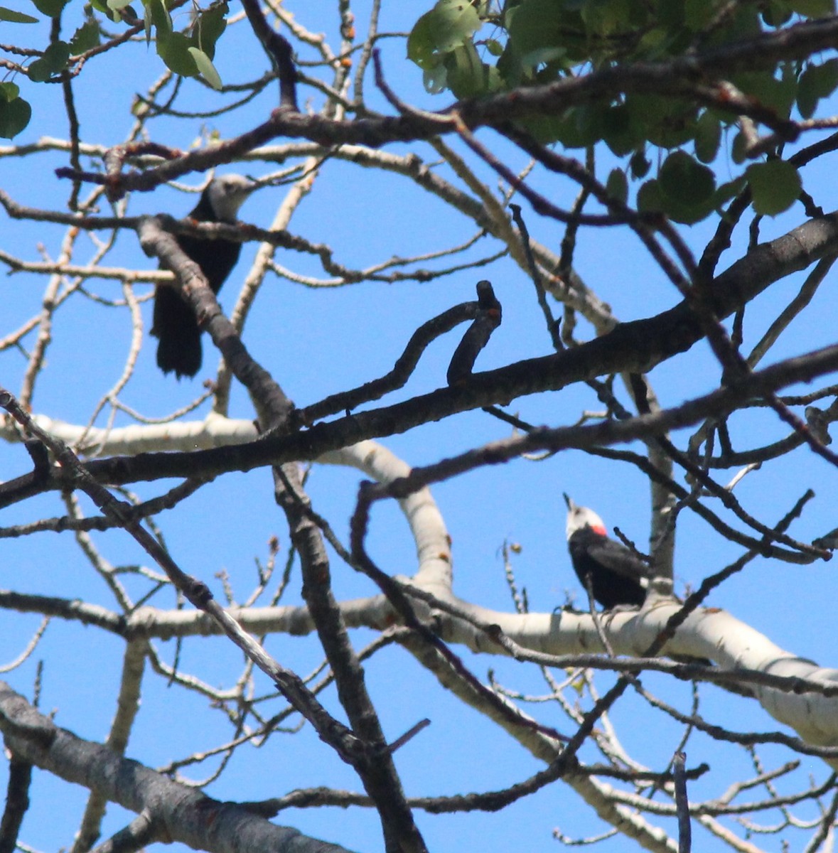 White-headed Woodpecker - ML620692734