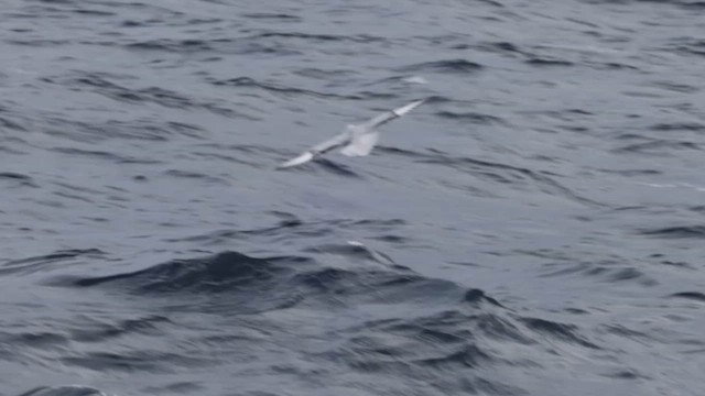 Southern Fulmar - ML620692735